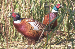 grouse image